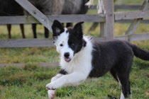 Border Collie