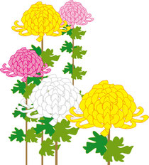 菊のイラスト