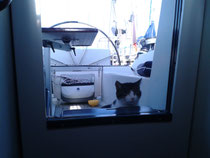 Katze im Cockpit