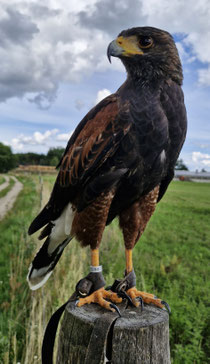 Rufname Hawk. Geschlüpft 2024