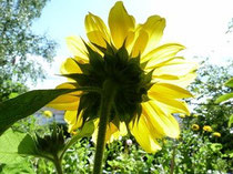 Sich der Sonne zuwenden, heißt sich der Energie hinwenden, diese Energie in sich aufnehmen und für sich arbeiten lassen. Es ist die Energie, die uns gesund erhält oder gesund werden lässt. Wir sind...