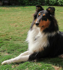 Rough collie