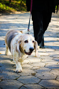 Ramasser les déjections canines