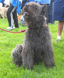 bouvier des Flandres