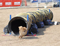 Agility, tunnel rigide, photo Jorge Arcas, Arkuin