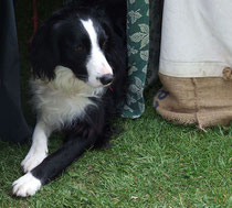 Border collie, photo Urbanlegend