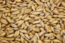 Dinkel