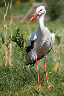 der Storch als  Symbol für die Fruchtbarkeit