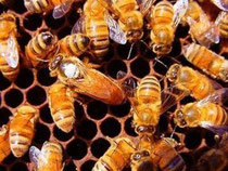 biologia de la reina