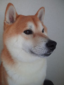 忠犬りんたろう