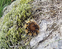 Raupe Zams Wenns Alpen Österreich E5