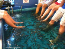 Doctor Fish