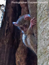 Tarsius