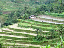 Risaie terrazzate di Jatiluwih