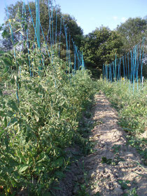 une photo du jardin (en 2010)