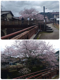 遠山桜