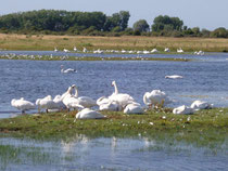 Location de vacances Mobilhome IRM au bord de l'eau du camping Les Etangs Baie de Somme nature Picardie Saint Valery sur Somme 