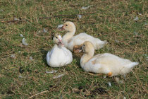 Nachwuchs der Aylesbury Ente