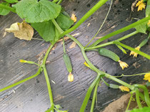 Cornichons 