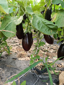 Aubergines 