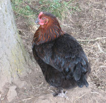 Marans-Henne in Schwarz-Kupfer