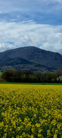 Hartmannwillerkopf