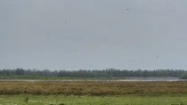Biesbosch