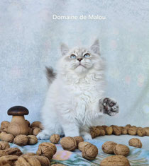 Chaton Sibérien blue tabby point