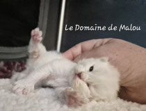 Elevage chat Sibérien Toulouse
