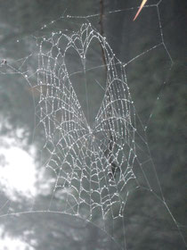 SpiderNet Heart MAUI 2013