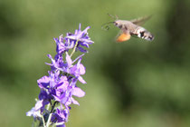 Un papillon-colibri en vol stationnaire