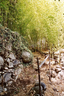 Sentier dans la forêt de bambous