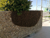 Bienenschwarm auf der Baustelle