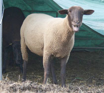 Zuchtschaf