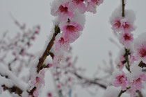 桃の花も気の毒です。(>_<)