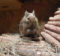 Degu mit Kräuterheu (SH)