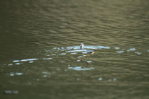 Schwimmende Ringelnatter (Foto: Michael Schmitz)