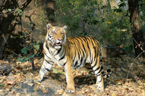 Nachhaltiger Tourismus, Reisen nach Indien