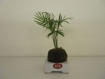 ミニ観葉植物でこけ玉づくり
