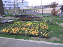 パンジーを植え付けます。