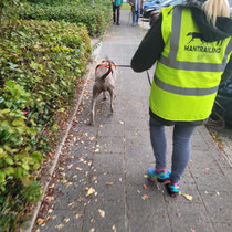 Ruby beim Mantrailing 👃🐕🚶♀️