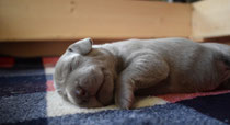 Wir wünschen Euch ein schönes Wochenende 🐾