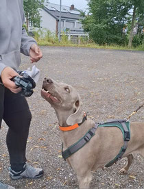 Fleißig, fleißig 👃🐾🚶‍♀️