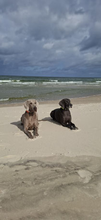 Entspannte Urlaubstage an der polnischen Ostseeküste 🐕🐕🌊