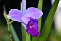 orquideabambu. ... Hermosa planta ornamental, resistente de pocos cuidados y muy llamativa , disponible 