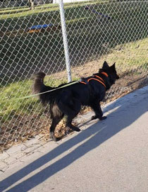 Schnuppertraining