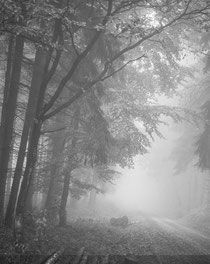 Wald im Nebel
