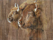 Bisons-Pastell