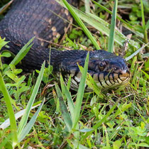 Water moccasin or banded water snake? Don't get close enough to tell the difference. - photo by Tess Ippolito