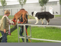Foto: Hohn-Meyer